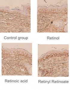 Retinyl Retinoate. Retinyl Retinoate.